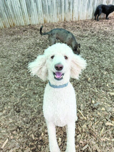 A very happy poodle named Ruby is our Pet of the Week!