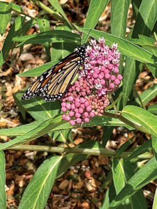 Chaffee Art Center welcomes all for its Fourth Annual Garden Party