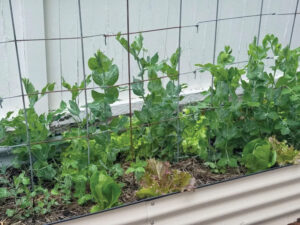 Ask A Master Gardener how to celebrate America’s 250th birthday in the garden