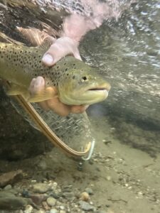 Fast local water, singing birds, striking fish