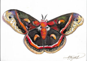 The Outside Story: A moth with a mission