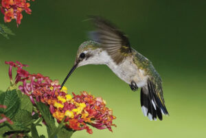 Ask A Master Gardener: How to attract hummingbirds to your garden