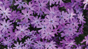 Ask A Master Gardener: How to use groundcovers as living mulch