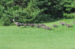 Vermont turkey brood Survey in July and August