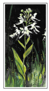 The Outside Story: The boggy beauty of the white-fringed bog-orchid