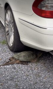 Snapping turtles are on the move!