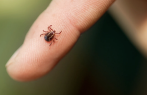 Tick risk in Addison County remains very high