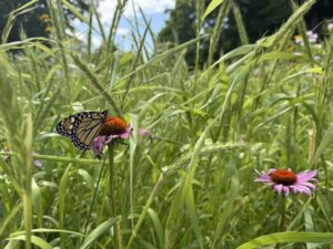College rewilding program remains in indefinite trial phase