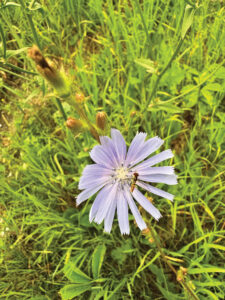 Ask A Master Gardener: Getting to know chicory