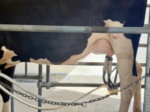 Granville woman passes dairy farming knowledge to her kids