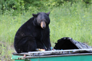 Vermont’s bear population is above goal for fifth year