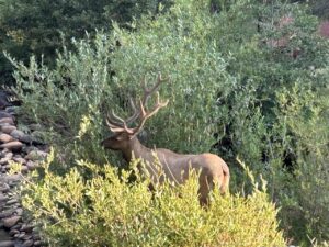 Matthew Dickerson: Three days in Rocky Mountain National Park