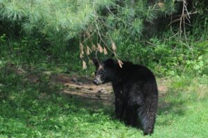 Vermont bear hunting starts in September