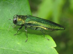 Emerald Ash Borer Discussion