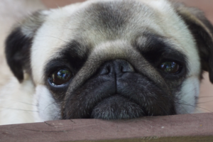 Dog lovers gather for Pug Social on Sept. 19