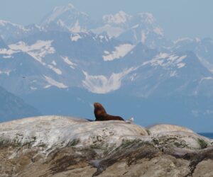 Otters, whales and Glacier Bay: Vermonters in Alaska, Part 2