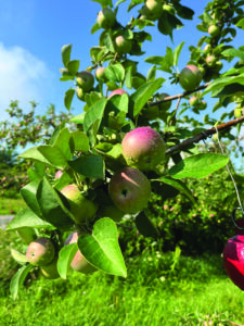 An apple is more than a sweet fruit