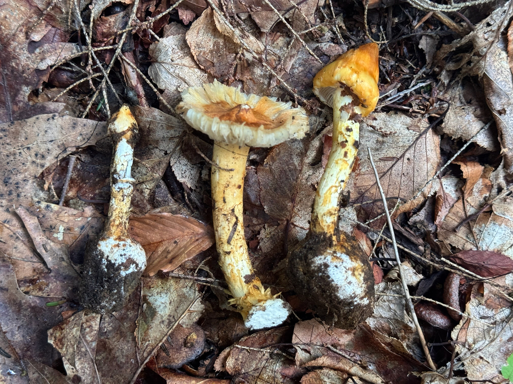 Citizen scientists document Vermont’s fungi
