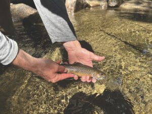 We electroshock a river to protect its fish
