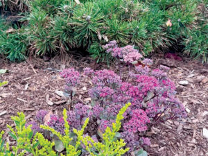 Planting perennials this fall