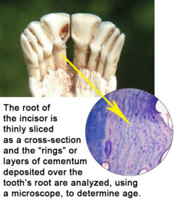 Hunters contribute to deer management by submitting teeth