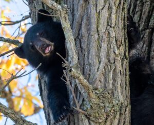 Bears in tree in downtown Middlebury