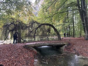 A Bavarian forest offers lesson on preservation
