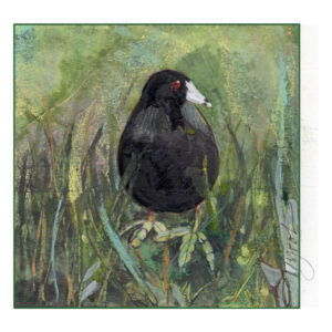 The Outside Story: The Life of an American Coot