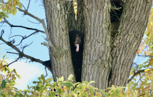 Bears create buzz in downtown Middlebury