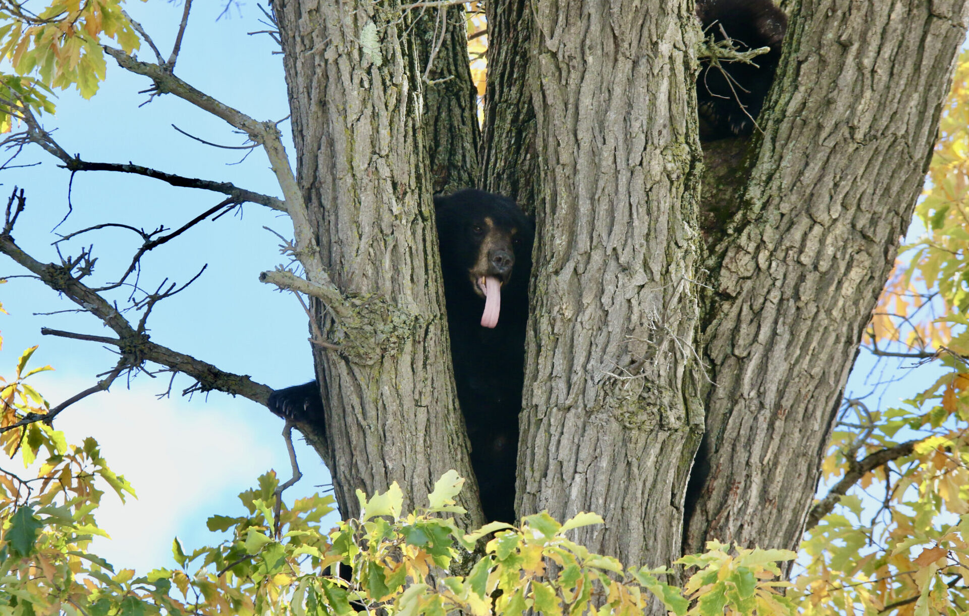 Bears create buzz in downtown Middlebury
